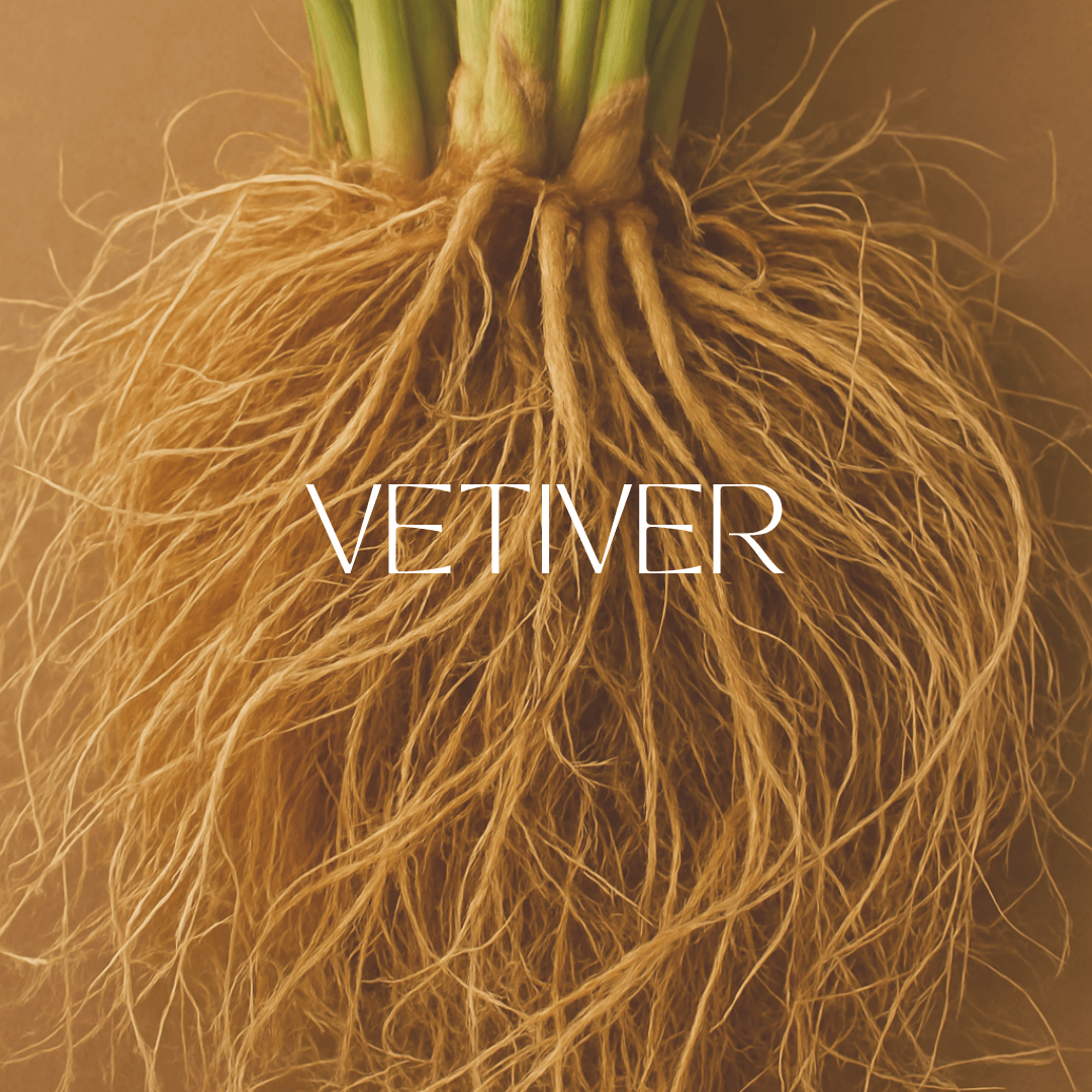A high-resolution close-up image of freshly harvested vetiver roots spread out on a rustic wooden surface, showcasing their earthy texture and natural fibers.