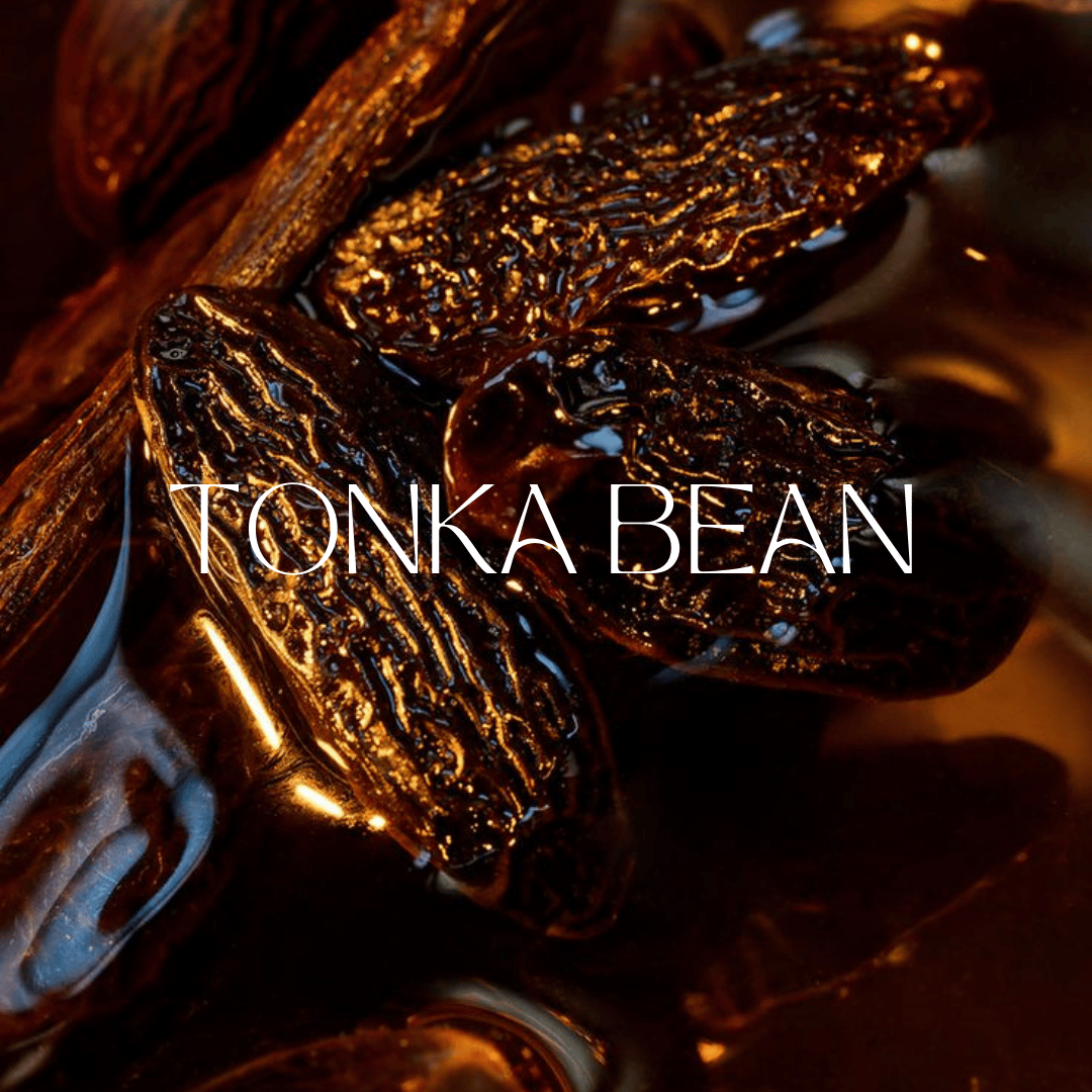 Close-up of glossy tonka beans used in perfumes, highlighting their rich texture and warm brown color.